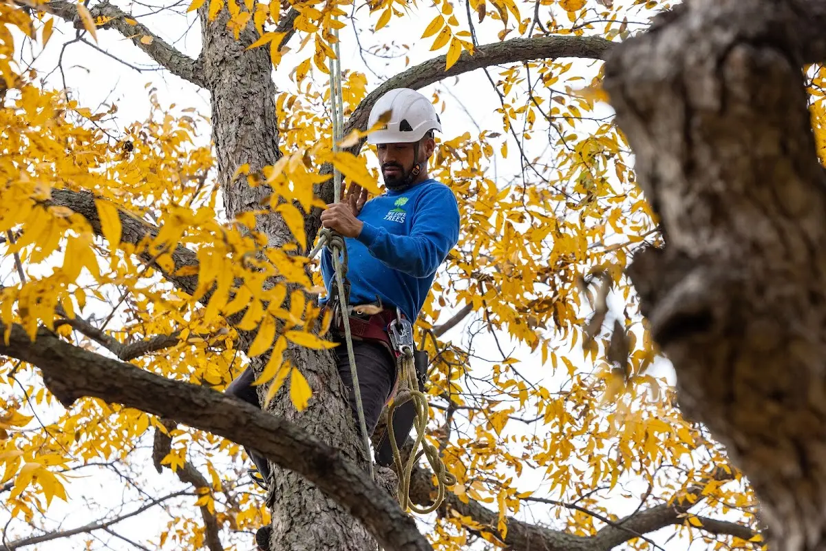 Skilled Tree Trimming crew working in Hillman