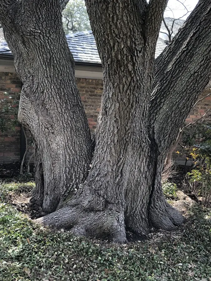 Mature heritage tree close to a Hillman property cared for by certified arborists