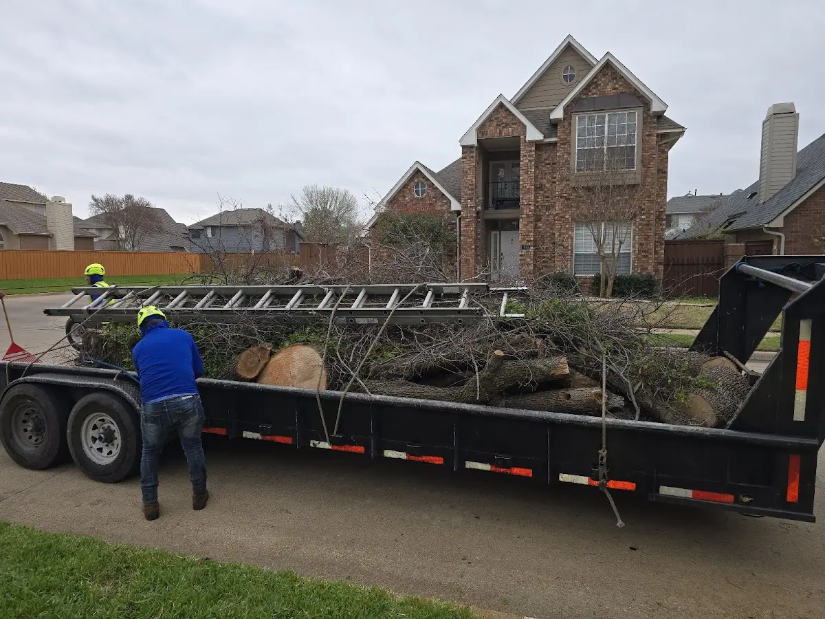 Expert Tree Removal with proper safety equipment in Hillman